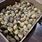 Semillas de nuez moscada (Juglans cinerea) - (Zona 3) - 8 nueces