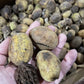 Semillas de nuez moscada (Juglans cinerea) - (Zona 3) - 8 nueces