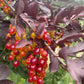 Schubert Chokecherry at Oak Summit Nursery [oak-release-20260829:IMG_1089.jpg]