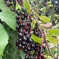 Garrington Chokecherry at Oak Summit Nursery [oak-release-20260829:IMG_1092.jpg]