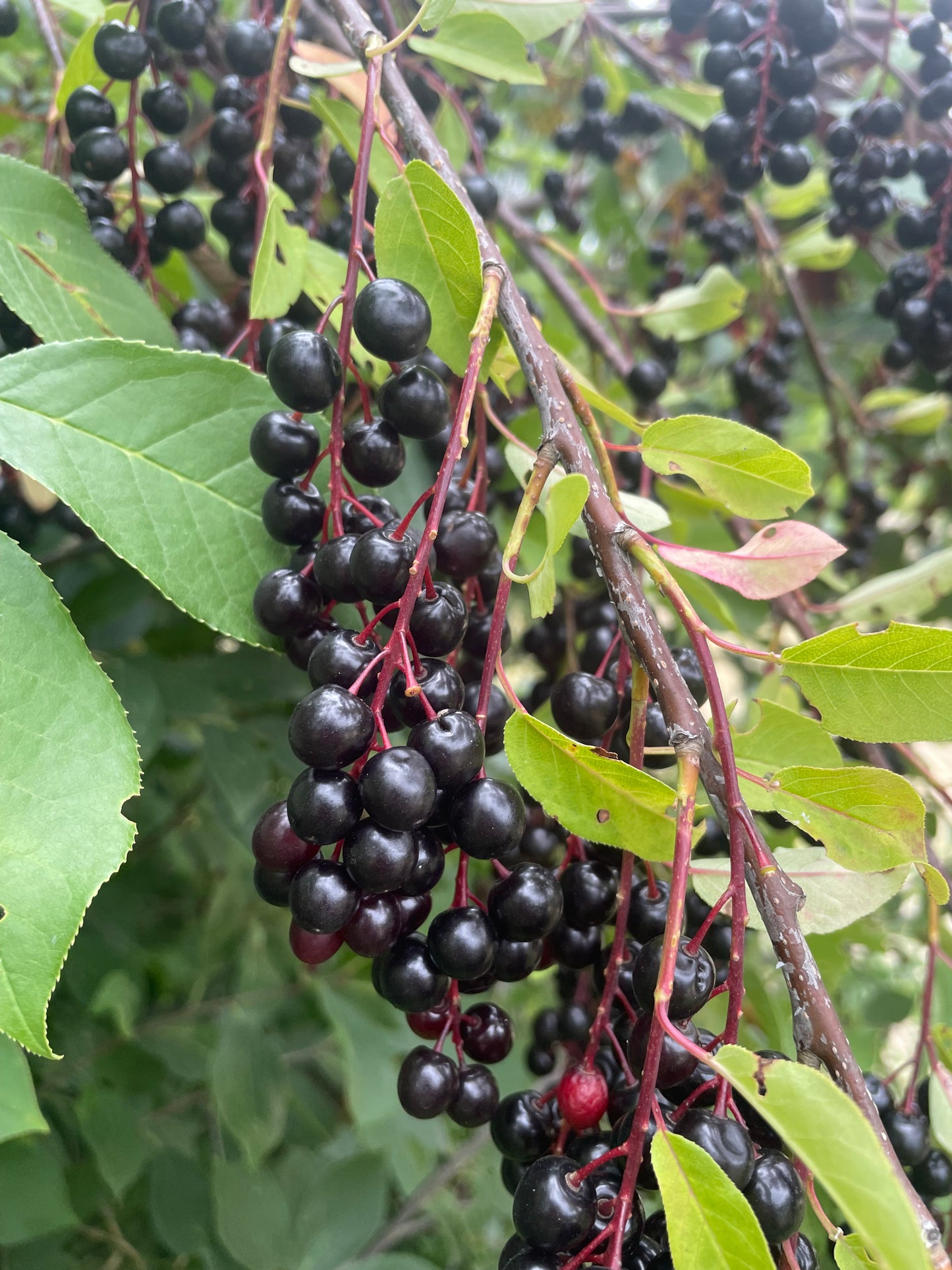 Garrington Chokecherry at Oak Summit Nursery [oak-release-20260829:IMG_1092.jpg]