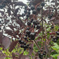 Garrington Chokecherry at Oak Summit Nursery [oak-release-20260829:IMG_1096.jpg]