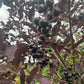Lee Red Chokecherry at Oak Summit Nursery [oak-release-20260829:IMG_1097.jpg]