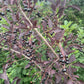 Lee Red Chokecherry at Oak Summit Nursery [oak-release-20260829:IMG_1104.jpg]