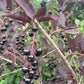 Lee Red Chokecherry at Oak Summit Nursery [oak-release-20260829:IMG_1106.jpg]