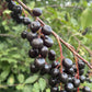Garrington Chokecherry at Oak Summit Nursery [oak-release-20260829:IMG_1131.jpg]