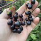 Garrington Chokecherry at Oak Summit Nursery [oak-release-20260829:IMG_1132.jpg]