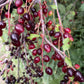 Oxheart Chokecherry at Oak Summit Nursery [oak-release-20260829:IMG_1138.jpg]