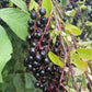 Garrington Chokecherry at Oak Summit Nursery [oak-release-20260829:IMG_1250.jpg]