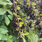 Garrington Chokecherry at Oak Summit Nursery [oak-release-20260829:IMG_1251.jpg]