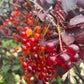 Schubert Chokecherry at Oak Summit Nursery [oak-release-20260829:IMG_1252.jpg]