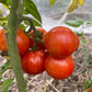 Dwarf Ruby Slippers Tomato at Oak Summit Nursery [oak-release-20260829:IMG_1360.jpg]