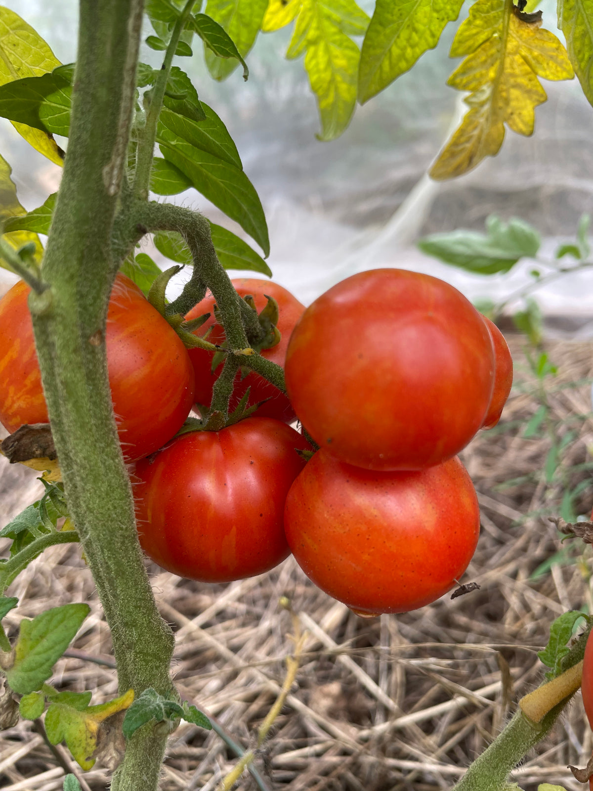 Dwarf Ruby Slippers Tomato at Oak Summit Nursery [oak-release-20260829:IMG_1360.jpg]