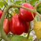 San Marzano Tomato at Oak Summit Nursery [oak-release-20260829:IMG_1388.jpg]