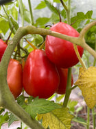 
San Marzano