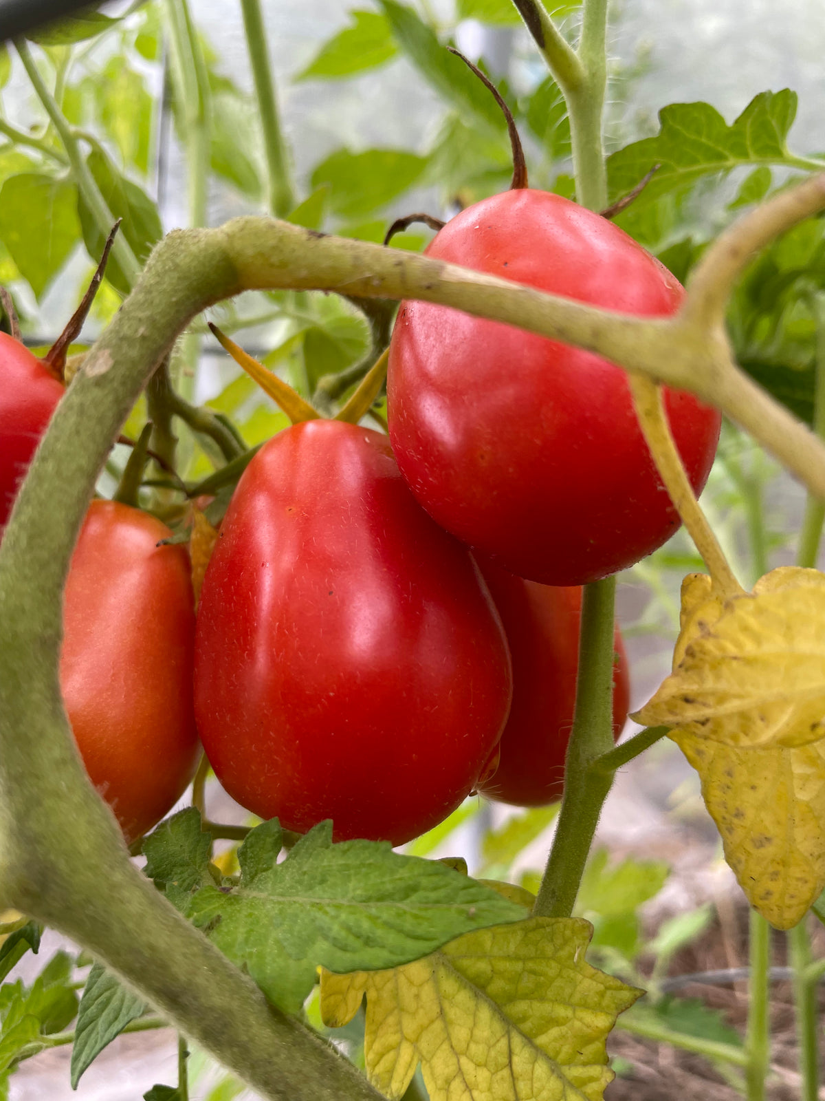 San Marzano Tomato at Oak Summit Nursery [oak-release-20260829:IMG_1388.jpg]