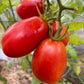 San Marzano Tomato at Oak Summit Nursery [oak-release-20260829:IMG_1391.jpg]