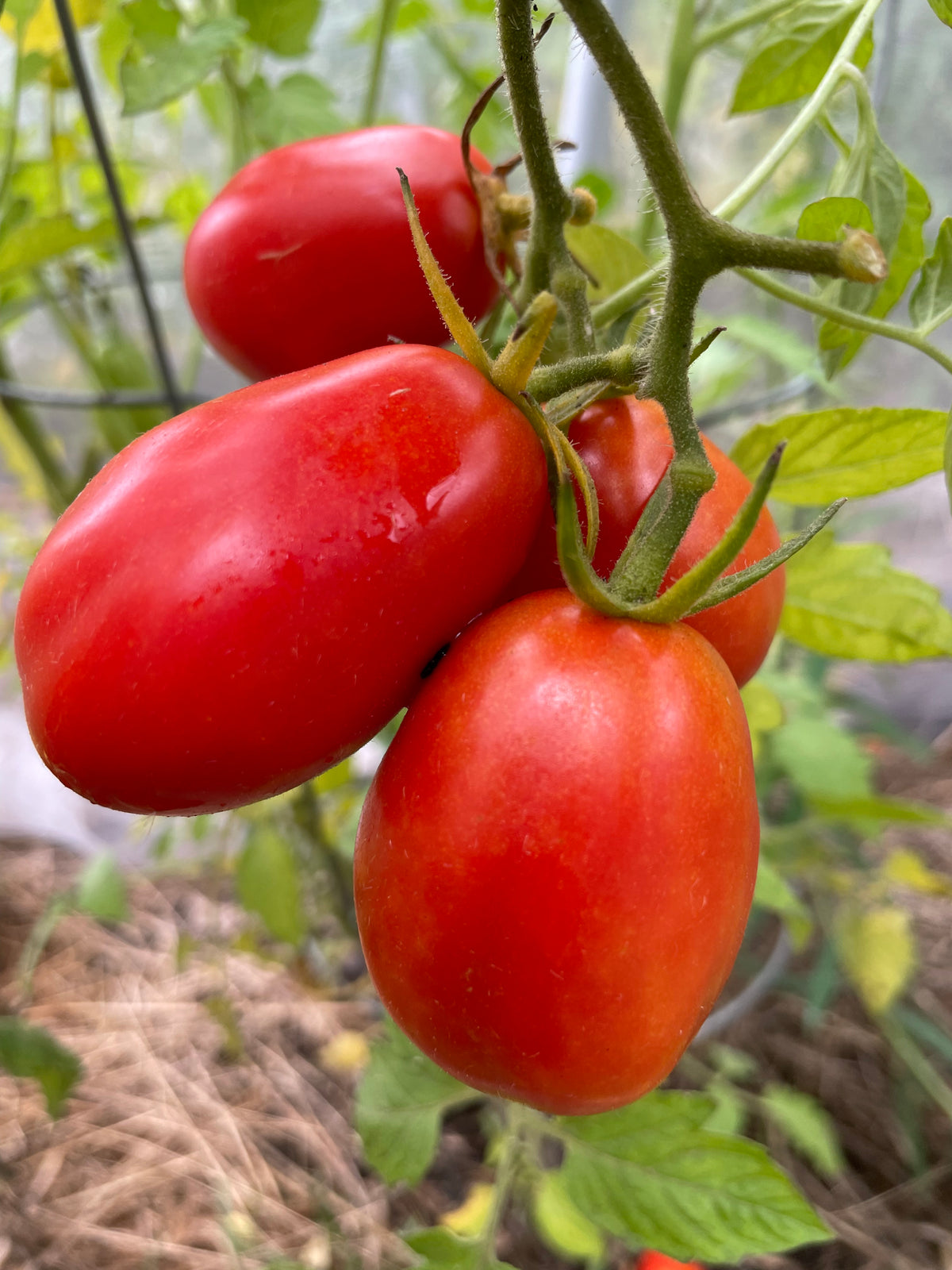 San Marzano Tomato at Oak Summit Nursery [oak-release-20260829:IMG_1391.jpg]