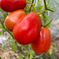 San Marzano Tomato at Oak Summit Nursery [oak-release-20260829:IMG_1392.jpg]