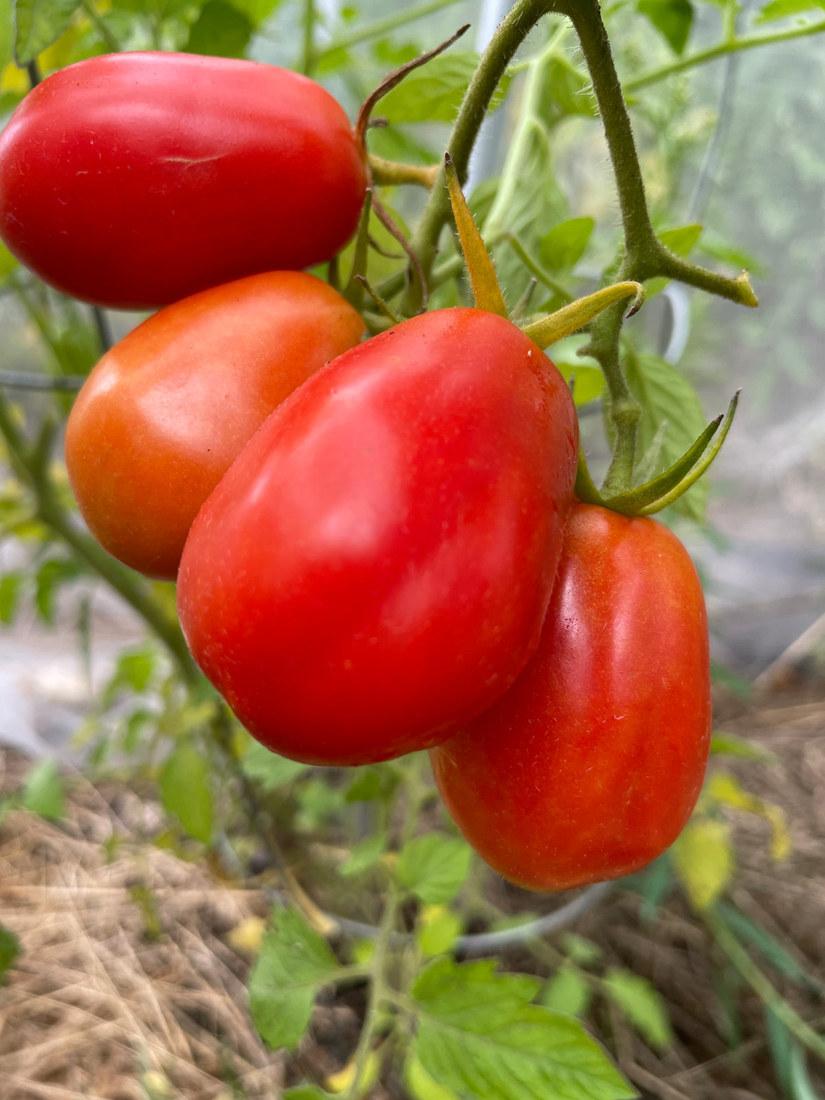 San Marzano Tomato at Oak Summit Nursery [oak-release-20260829:IMG_1392.jpg]