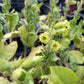 Wild Tobacco at Oak Summit Nursery [oak-release-20260829:IMG_2108.jpg]