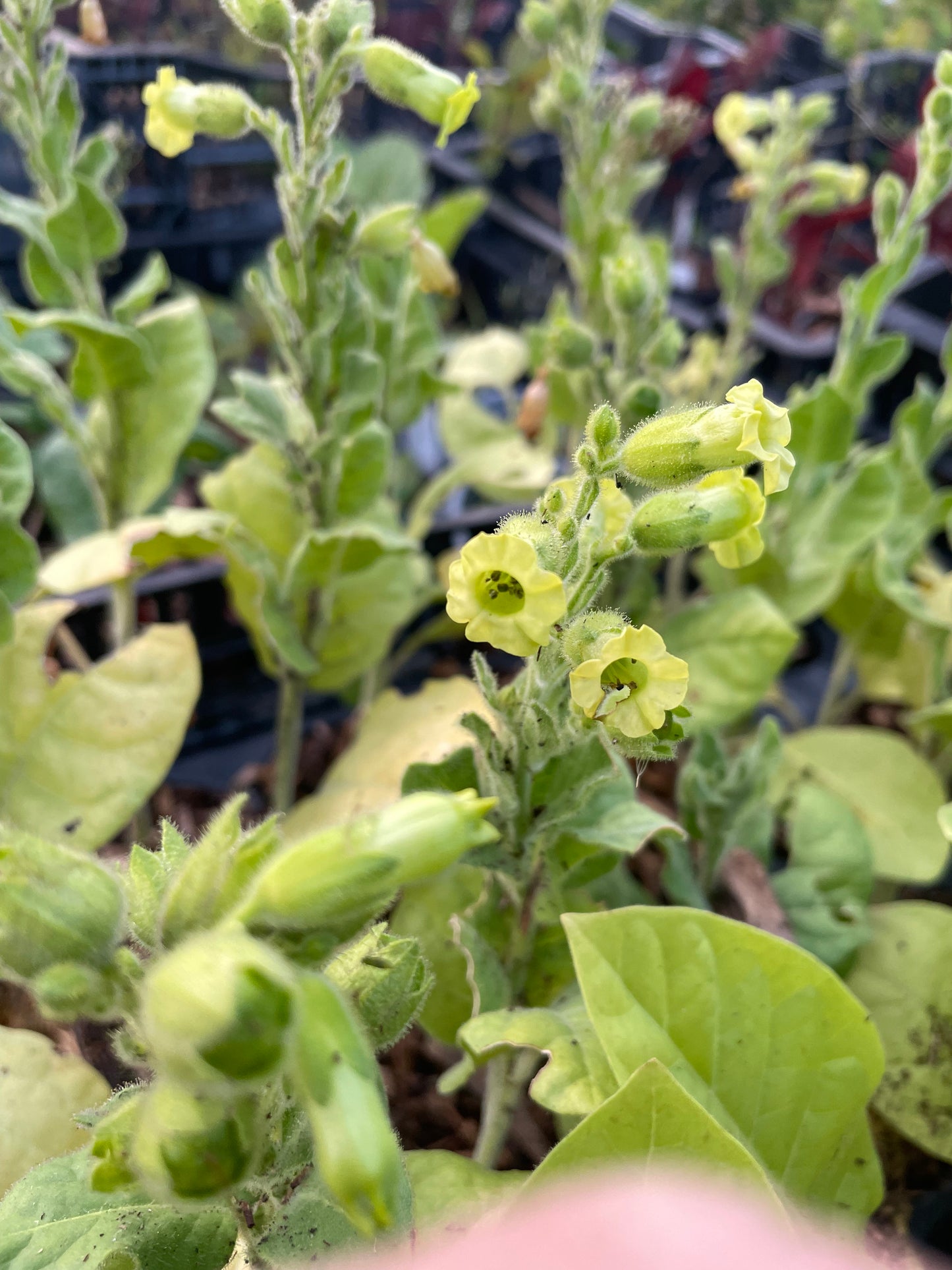 Wild Tobacco at Oak Summit Nursery [oak-release-20260829:IMG_2108.jpg]