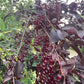 Schubert Chokecherry at Oak Summit Nursery [oak-release-20260829:IMG_2112.jpg]