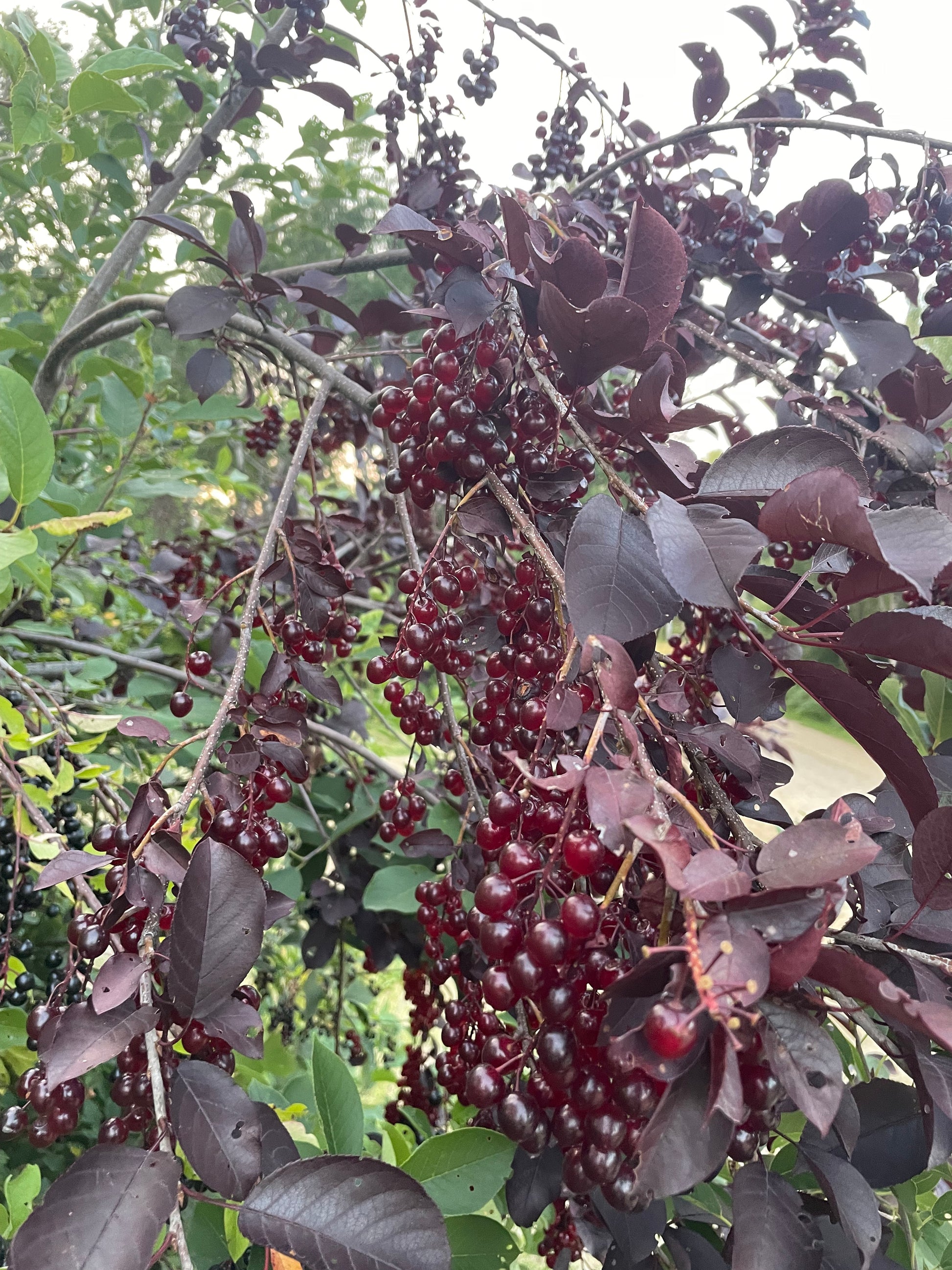 Schubert Chokecherry at Oak Summit Nursery [oak-release-20260829:IMG_2112.jpg]