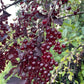 Schubert Chokecherry at Oak Summit Nursery [oak-release-20260829:IMG_2114.jpg]