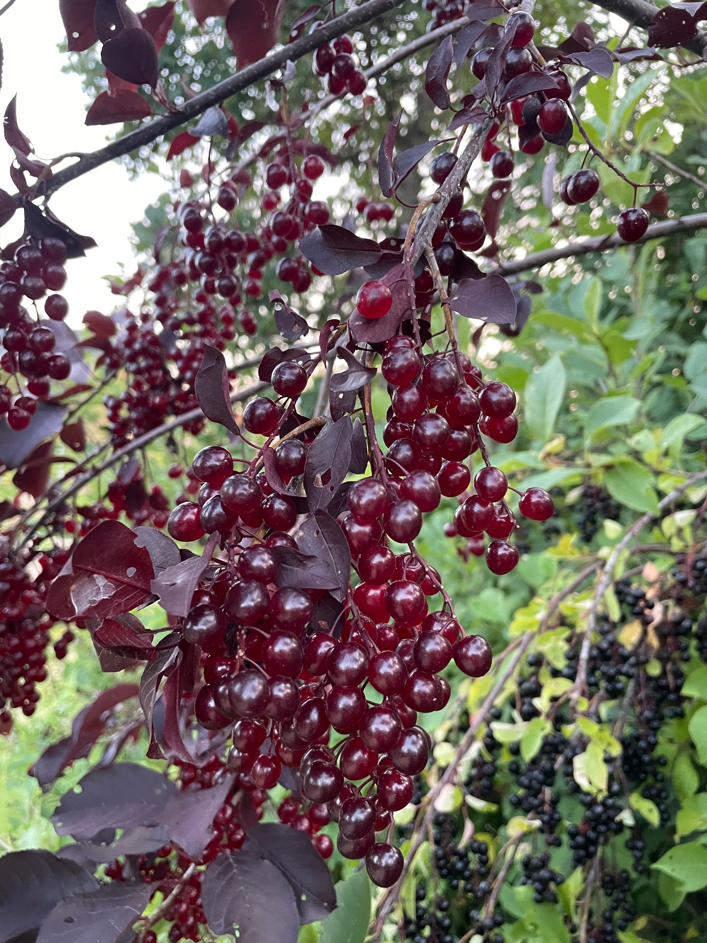 Schubert Chokecherry at Oak Summit Nursery [oak-release-20260829:IMG_2114.jpg]