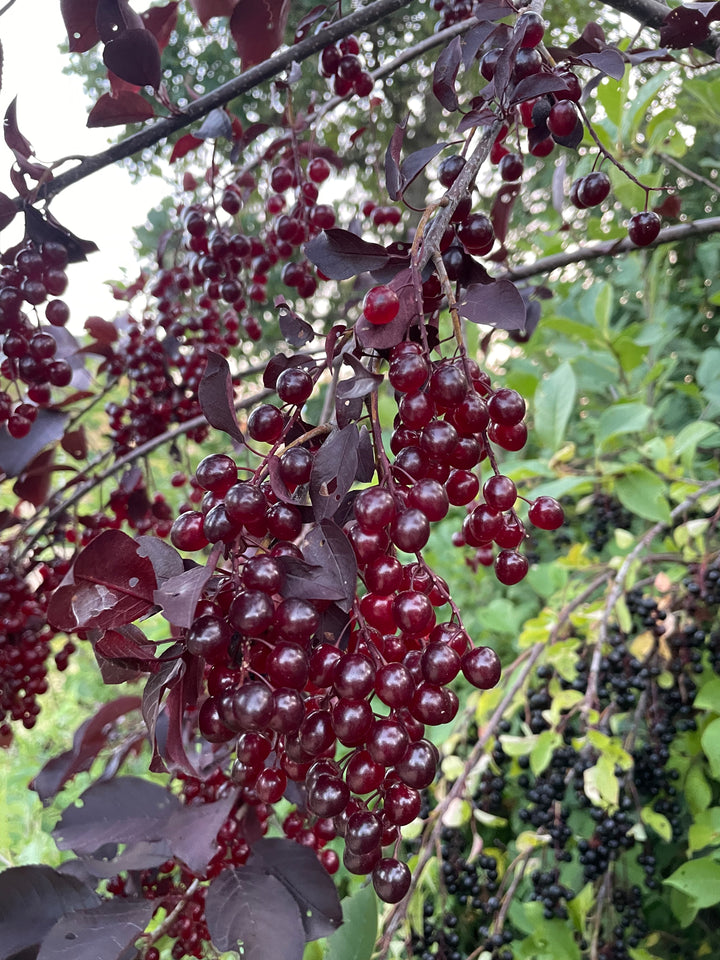 Schubert Chokecherry at Oak Summit Nursery [oak-release-20260829:IMG_2114.jpg]