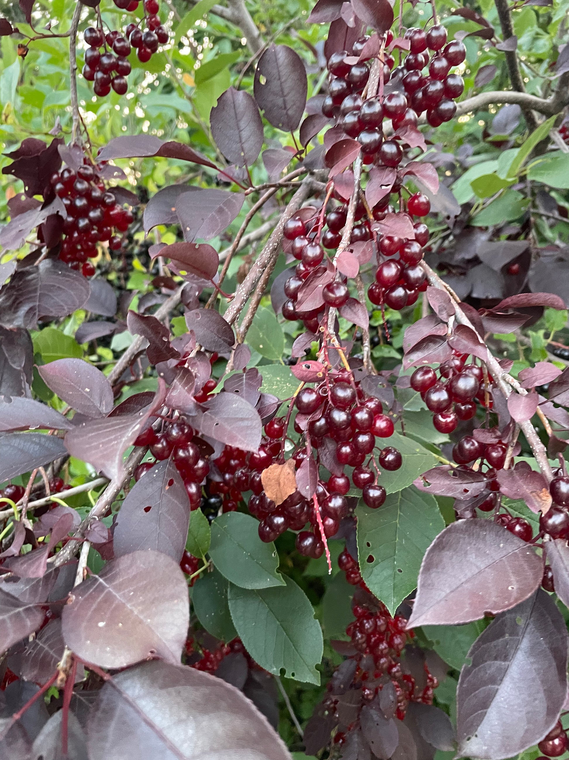 Schubert Chokecherry at Oak Summit Nursery [oak-release-20260829:IMG_2115.jpg]
