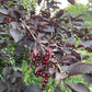 Schubert Chokecherry at Oak Summit Nursery [oak-release-20260829:IMG_2117.jpg]
