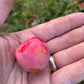 Toka Plum at Oak Summit Nursery [oak-release-20260829:IMG_2126.jpg]