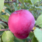 Alberta Red Apple at Oak Summit Nursery [oak-release-20260829:IMG_2136.jpg]