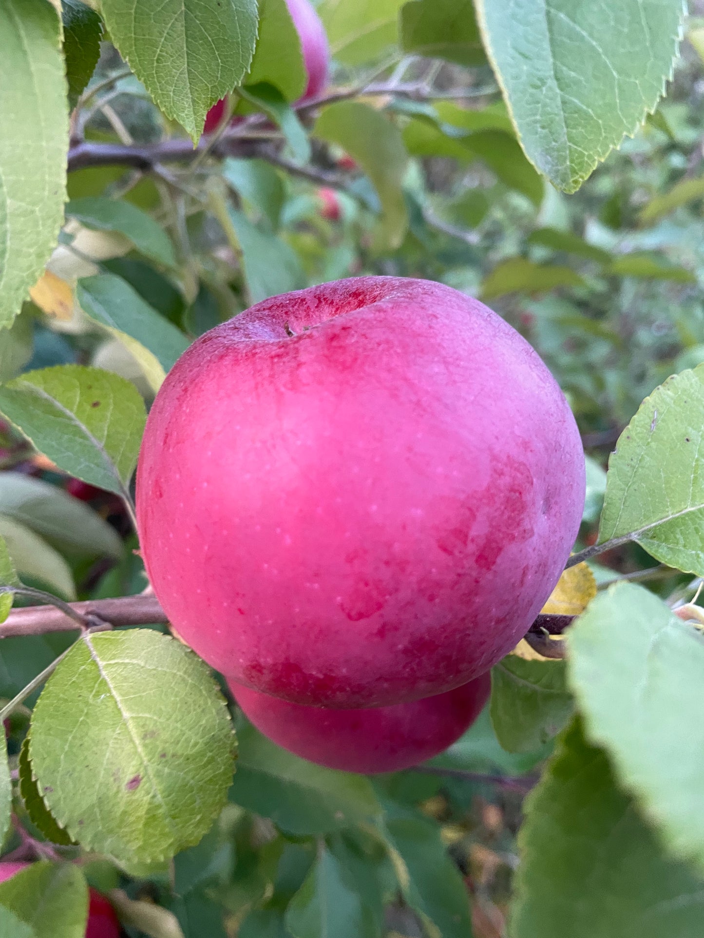 Alberta Red Apple at Oak Summit Nursery [oak-release-20260829:IMG_2136.jpg]