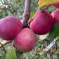 Alberta Red Apple at Oak Summit Nursery [oak-release-20260829:IMG_2138.jpg]