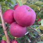 Alberta Red Apple at Oak Summit Nursery [oak-release-20260829:IMG_2139.jpg]