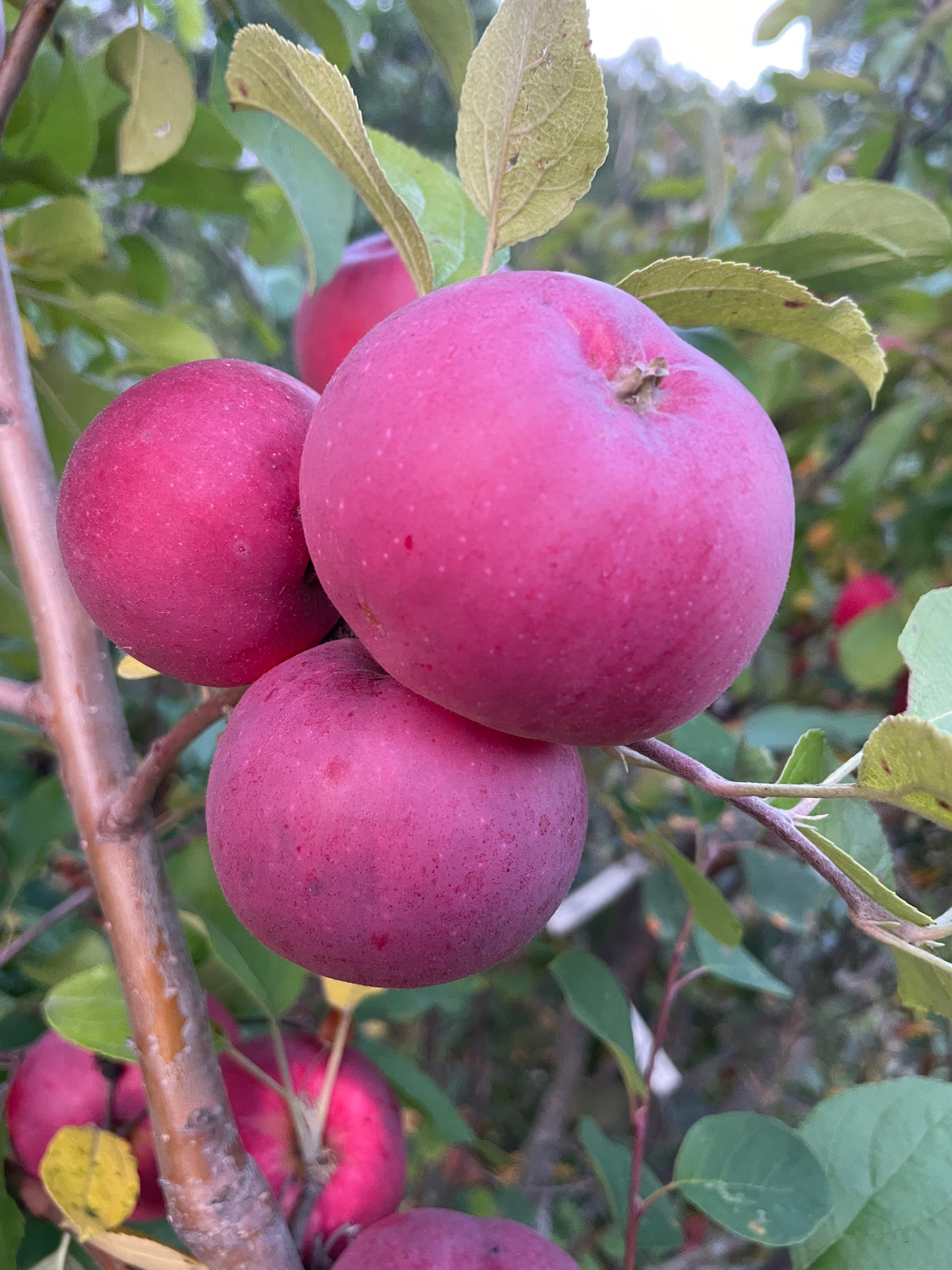 Alberta Red Apple at Oak Summit Nursery [oak-release-20260829:IMG_2139.jpg]