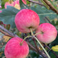 Rosybrook Apple at Oak Summit Nursery [oak-release-20260829:IMG_2148.jpg]