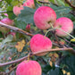 Rosybrook Apple at Oak Summit Nursery [oak-release-20260829:IMG_2149.jpg]