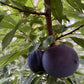 Black Ice Plum at Oak Summit Nursery [oak-release-20260829:IMG_2160.jpg]