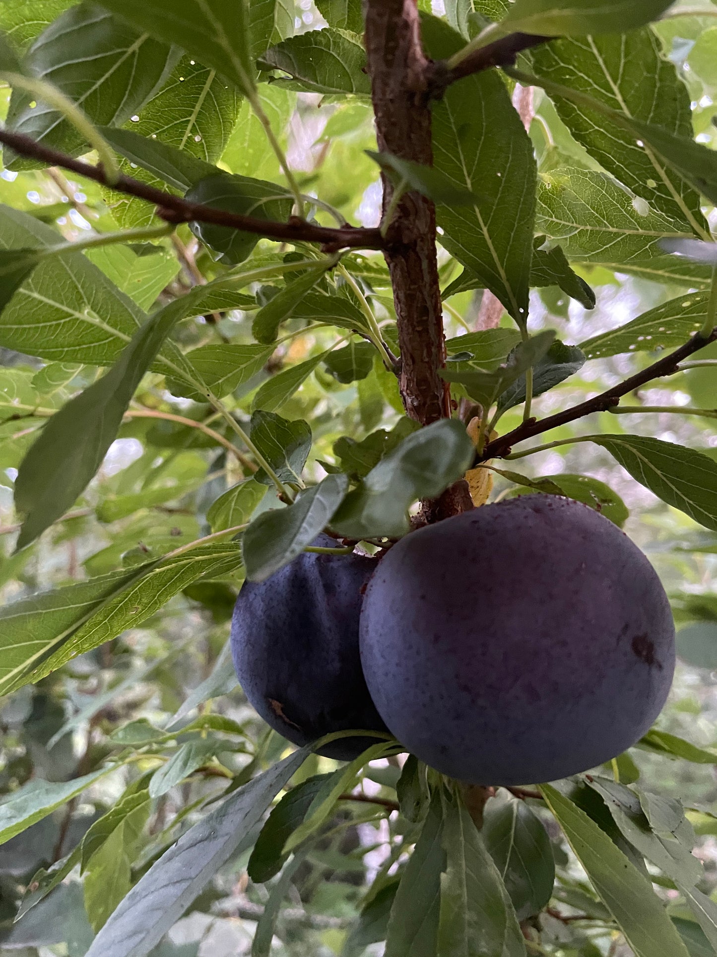 Black Ice Plum at Oak Summit Nursery [oak-release-20260829:IMG_2160.jpg]