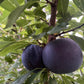 Black Ice Plum at Oak Summit Nursery [oak-release-20260829:IMG_2161.jpg]