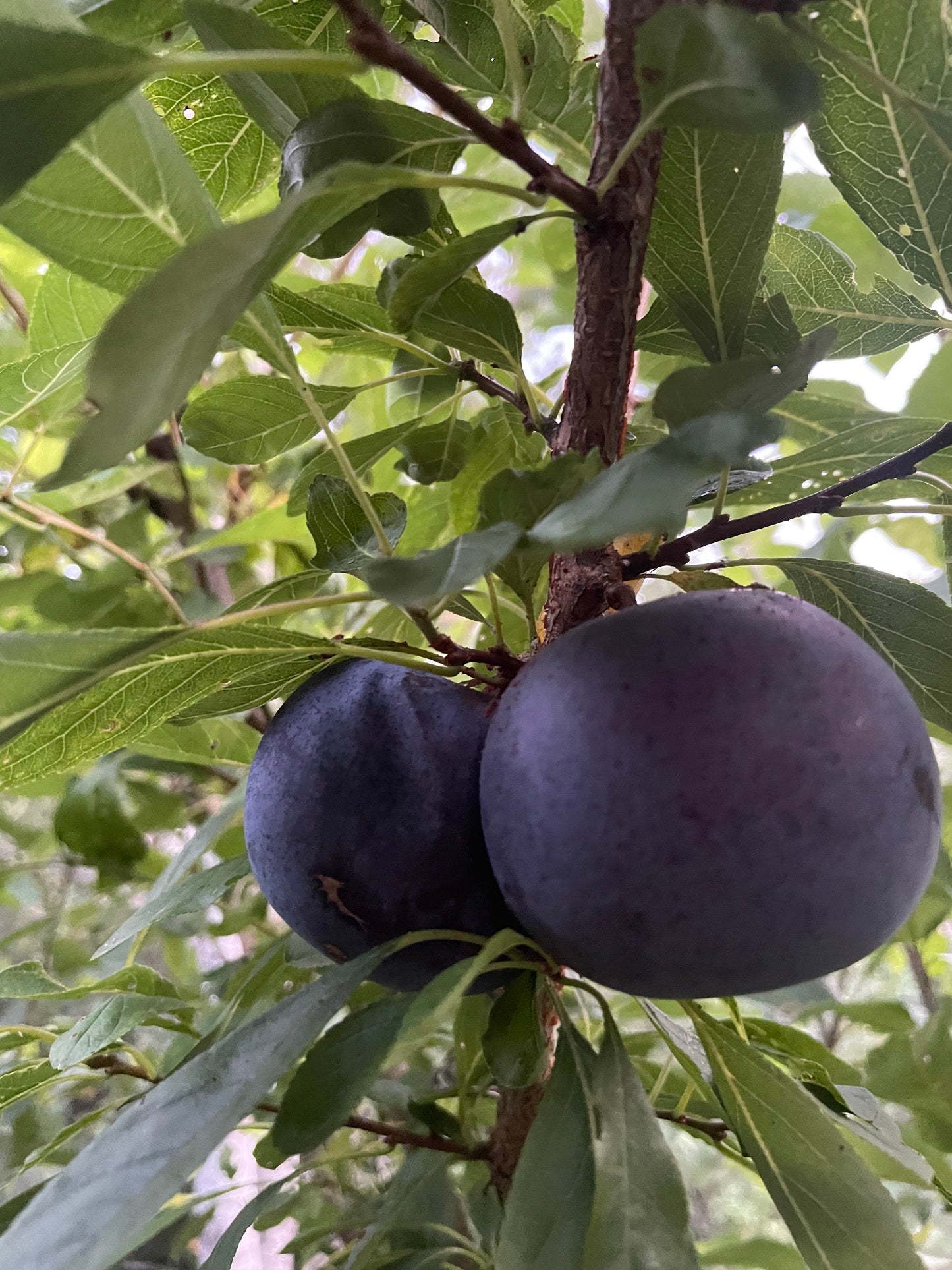 Black Ice Plum at Oak Summit Nursery [oak-release-20260829:IMG_2161.jpg]