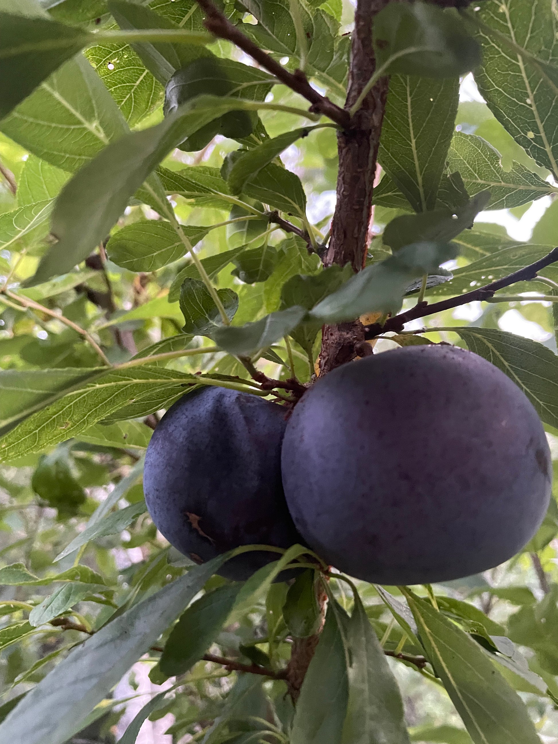 Black Ice Plum at Oak Summit Nursery [oak-release-20260829:IMG_2161.jpg]