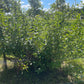 Sapa Cherry Plum (Prunus besseyi x Prunus salicina 'Sapa')