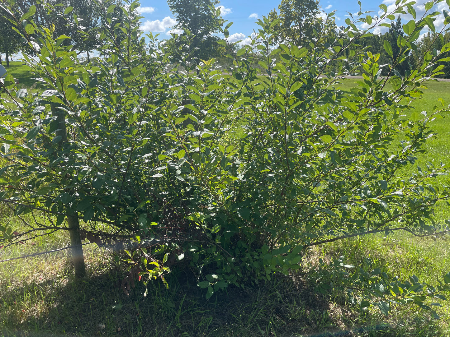 Sapa Cherry Plum (Prunus besseyi x Prunus salicina 'Sapa')