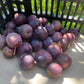 Sapa Cherry Plum (Prunus besseyi x Prunus salicina 'Sapa')