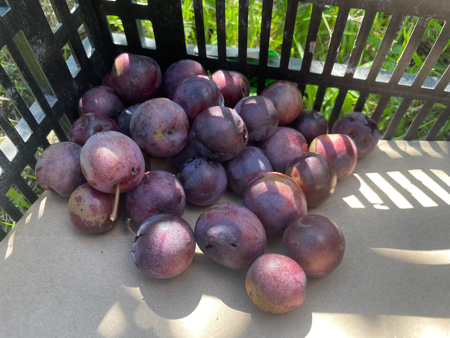 Sapa Cherry Plum (Prunus besseyi x Prunus salicina 'Sapa')